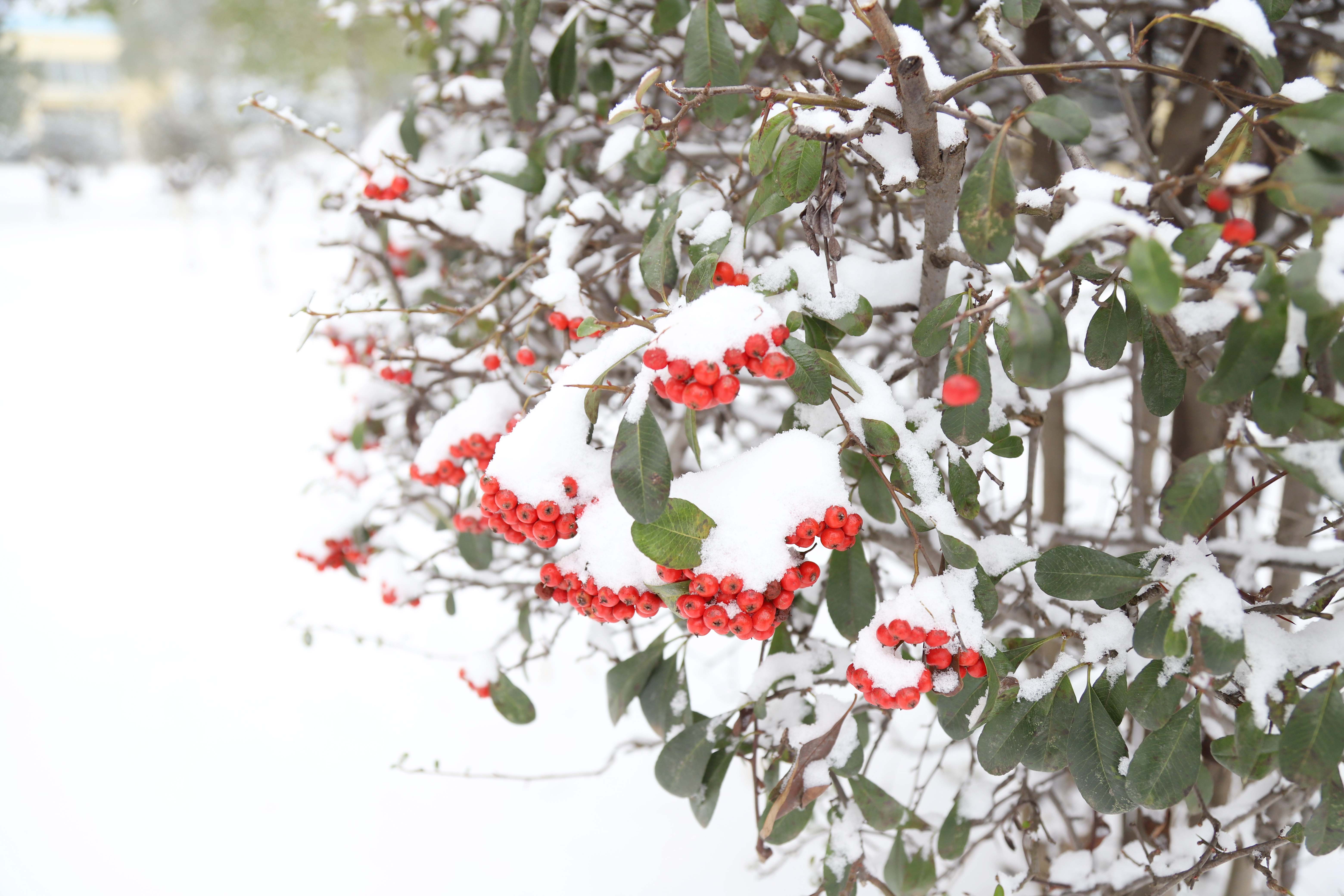 Z6��������ʱ���й����š��ٷ���վ