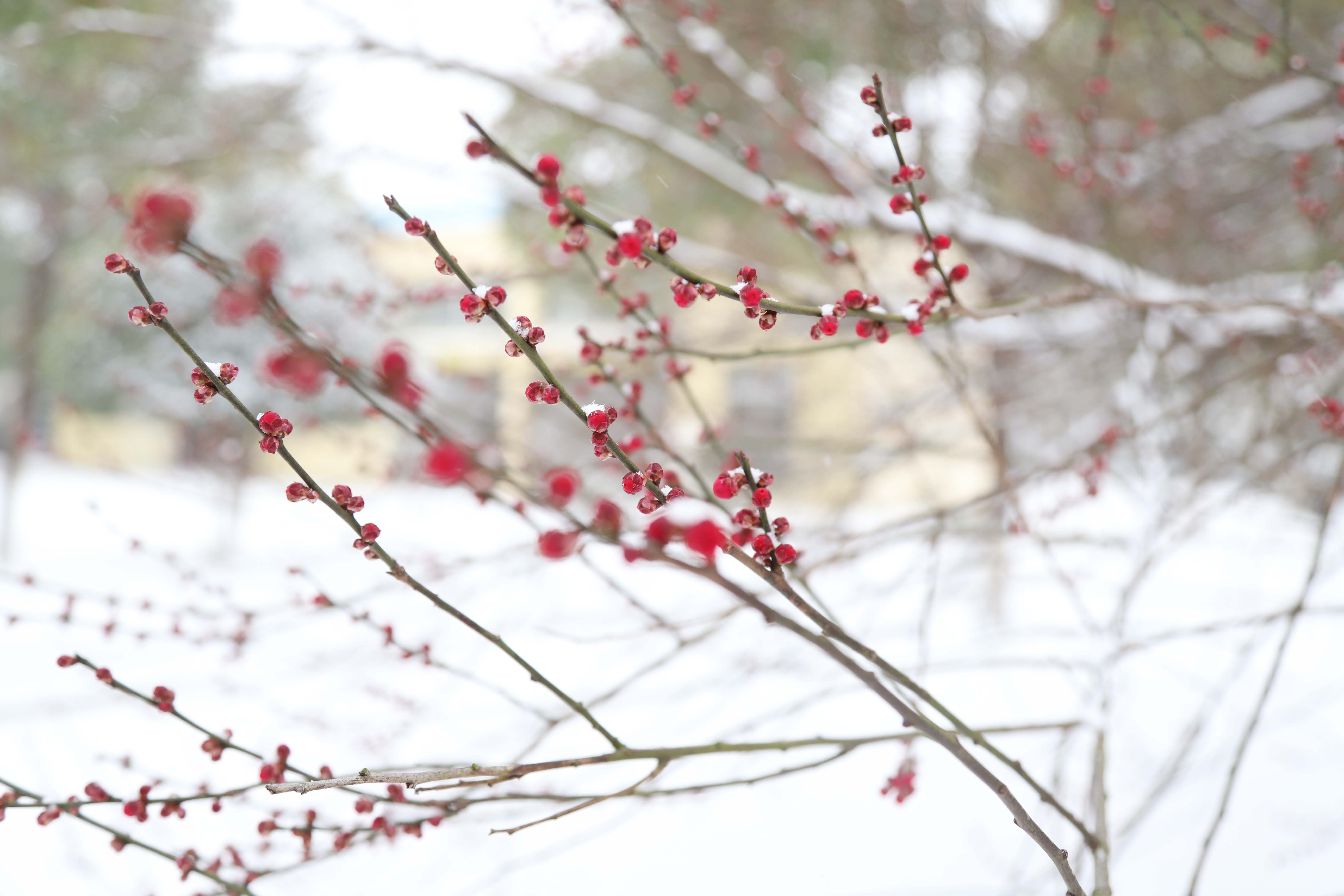 Z6��������ʱ���й����š��ٷ���վ