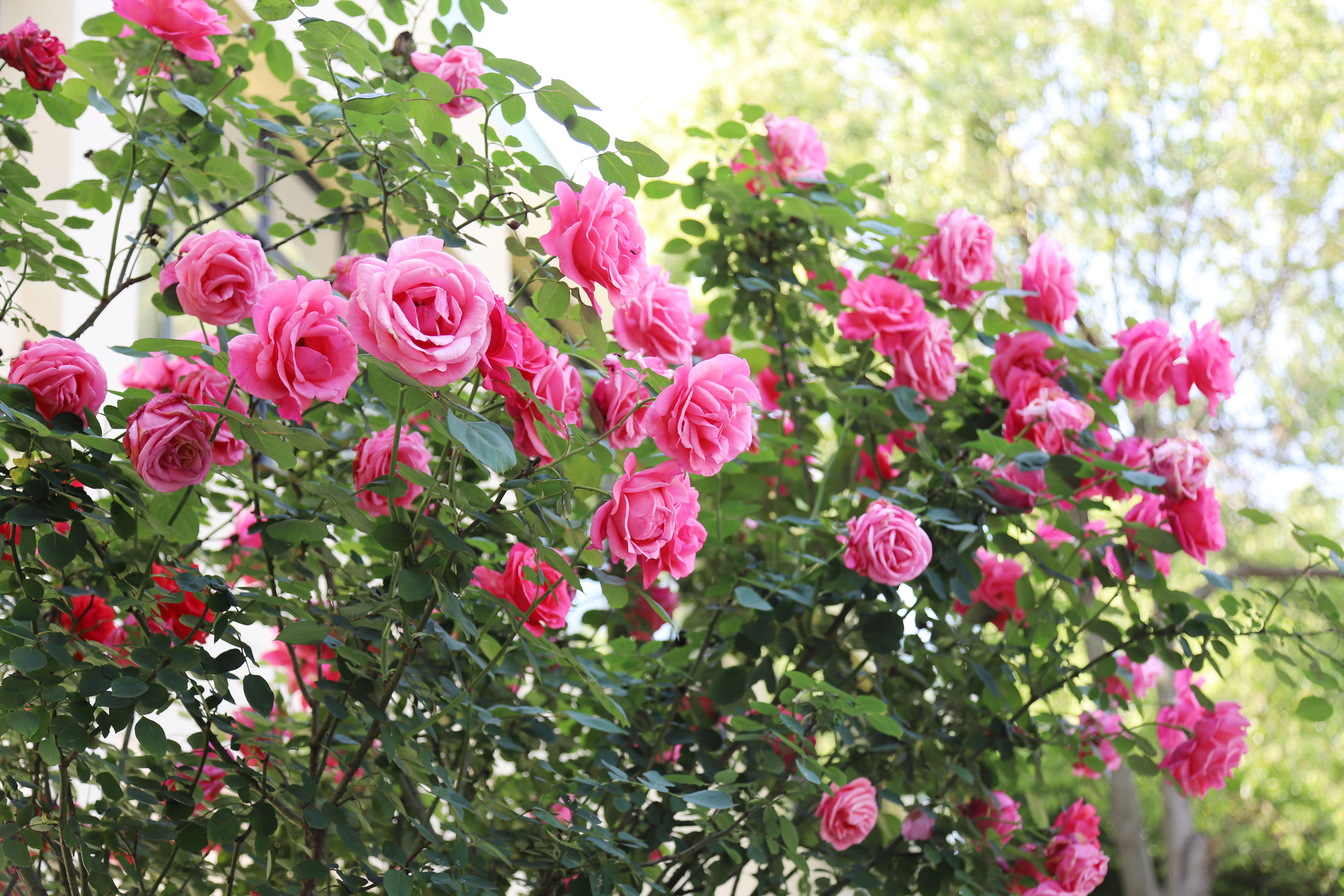 Z6��������ʱ���й����š��ٷ���վ