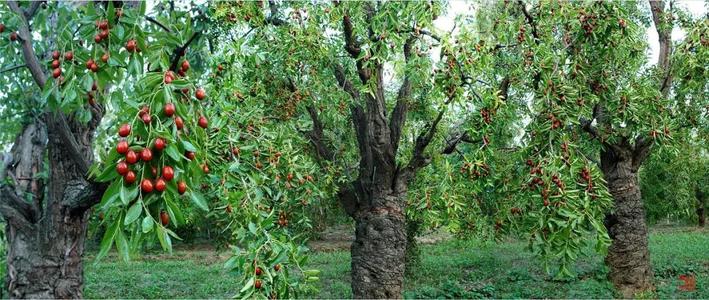 Z6��������ʱ���й����š��ٷ���վ